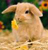 rabbitwiki